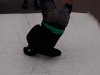 cuda-at-annual-washington-park-live-arts-music-festival-10-01-2011-107